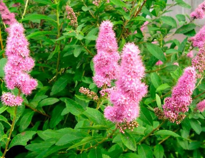 Спирея иволистная (Spiraea salicifolia) "Грандифлора"