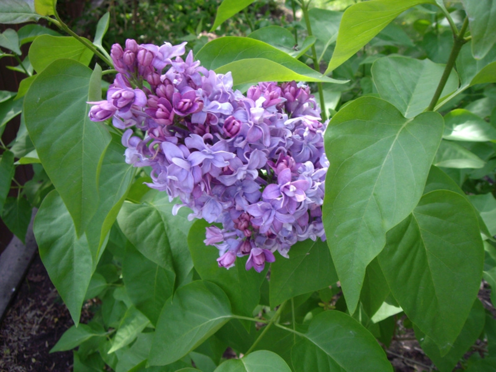 Сирень обыкновенная (Syringa vulgaris)