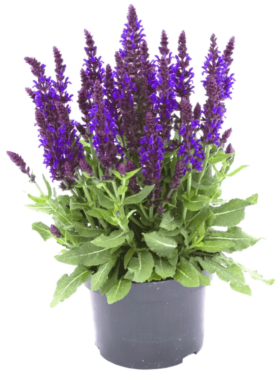 Сальвия  (Salvia)  "Sensation Medium Violet"