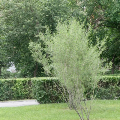 Ива ледебура "Pyramidalis" (ком)