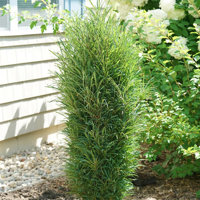 Крушина ломкая (Rhamnus frangula)  'Fine Line'(Ron Williams)