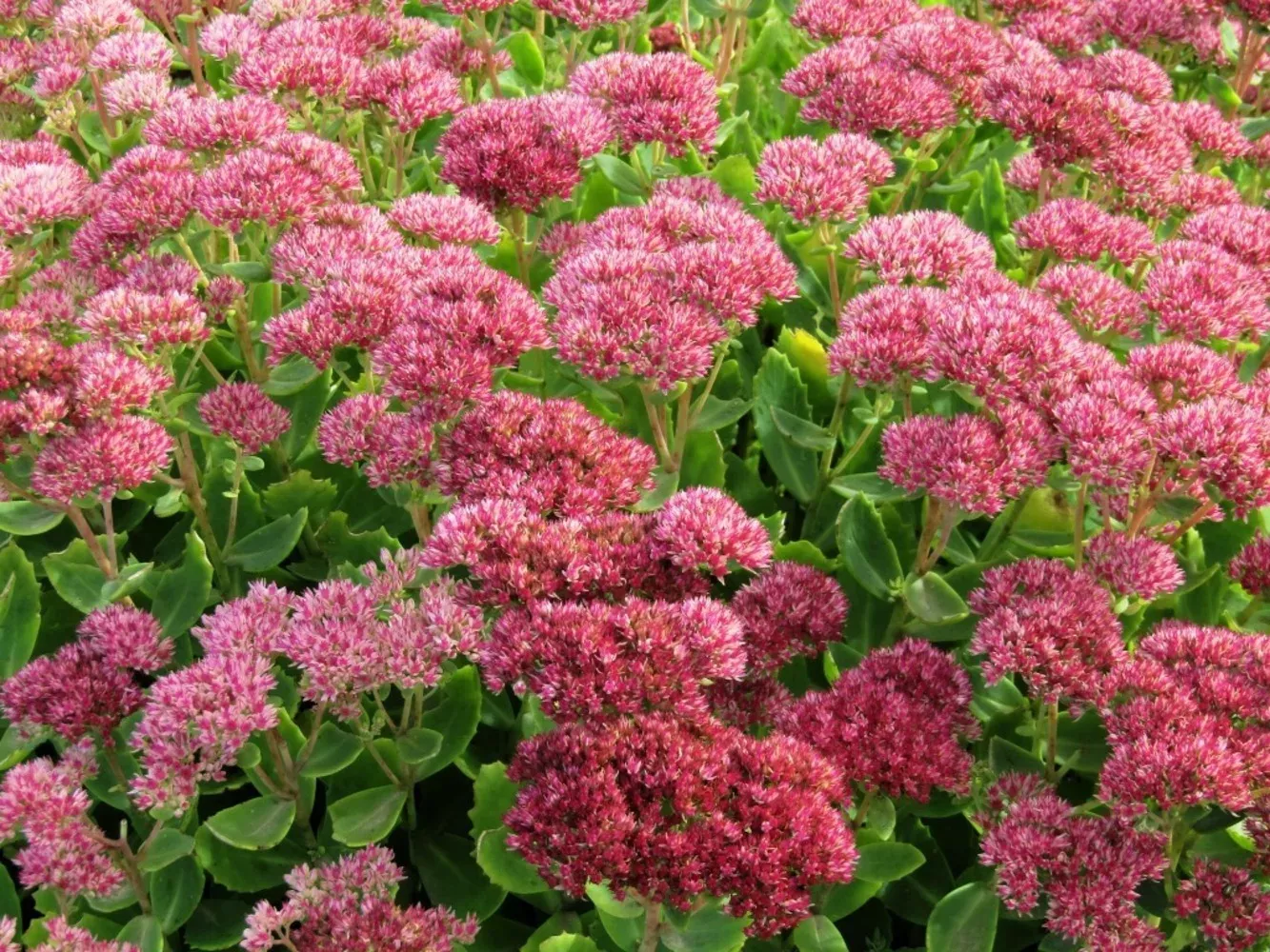 Очиток видный (Sedum spectabile)