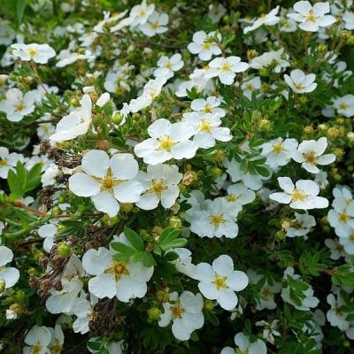 Лапчатка кустарниковая (Potentilla fruticosa) «Tilford Cream»