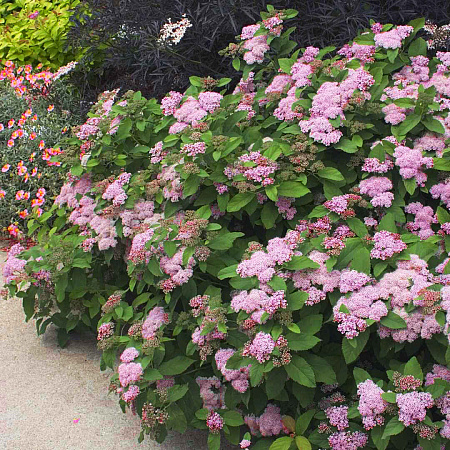 Спирея японская (Spiraea japonica)      «Pink Parasol»