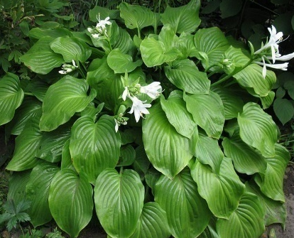 Подорожниковая