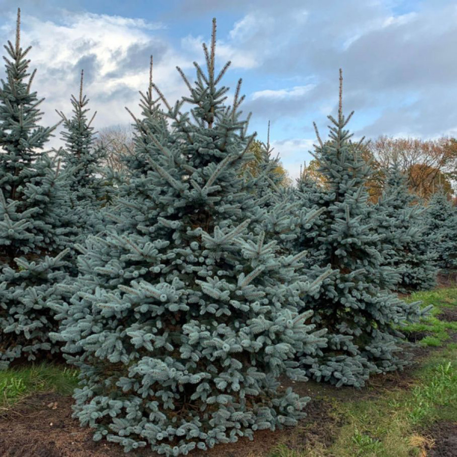 Ель колючая (Picea pungens) “Glauca”