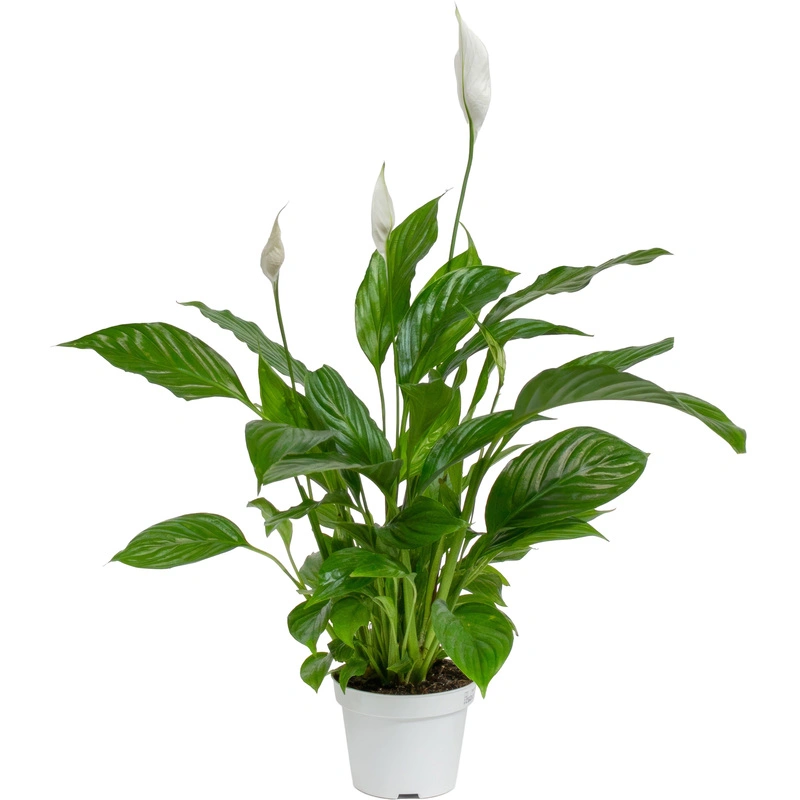 Спатифиллум