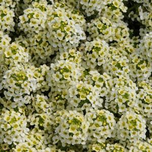 Алиссум морской(Lobulariamaritima)«Bonnet Lemonade»