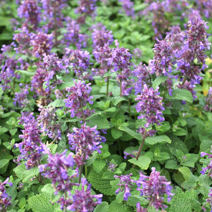 Котовник кистевидный (Nepeta racemosa)   «Blue Wonder»