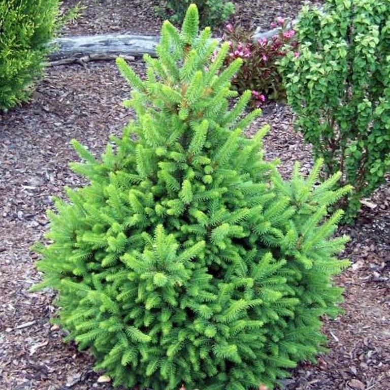 Ель обыкновенная (Picea abies) “Will's Zwerg”