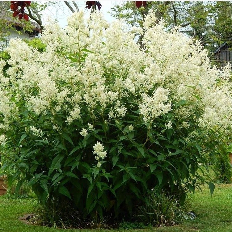 Горец изменчивый (Polugonum polumorpha)