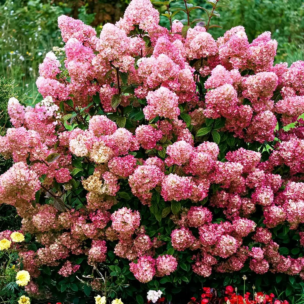 Гортензия метельчатая «Pink Light»