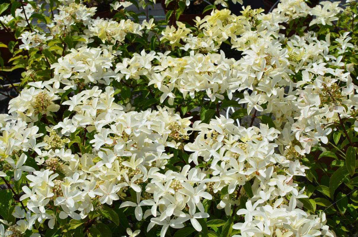 Гортензия метельчатая (Hydrangea paniculata) “'Great star Le Vasterival”