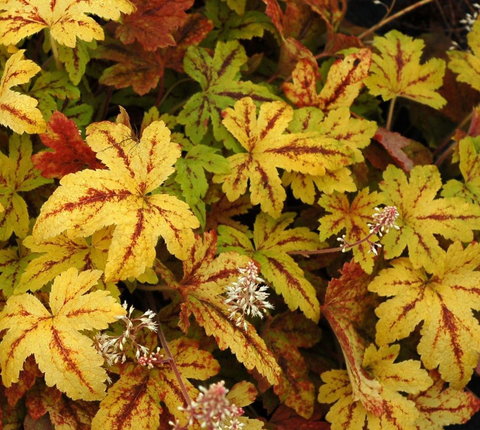 Гейхерелла (Heucherella) «Sunrise Falls»