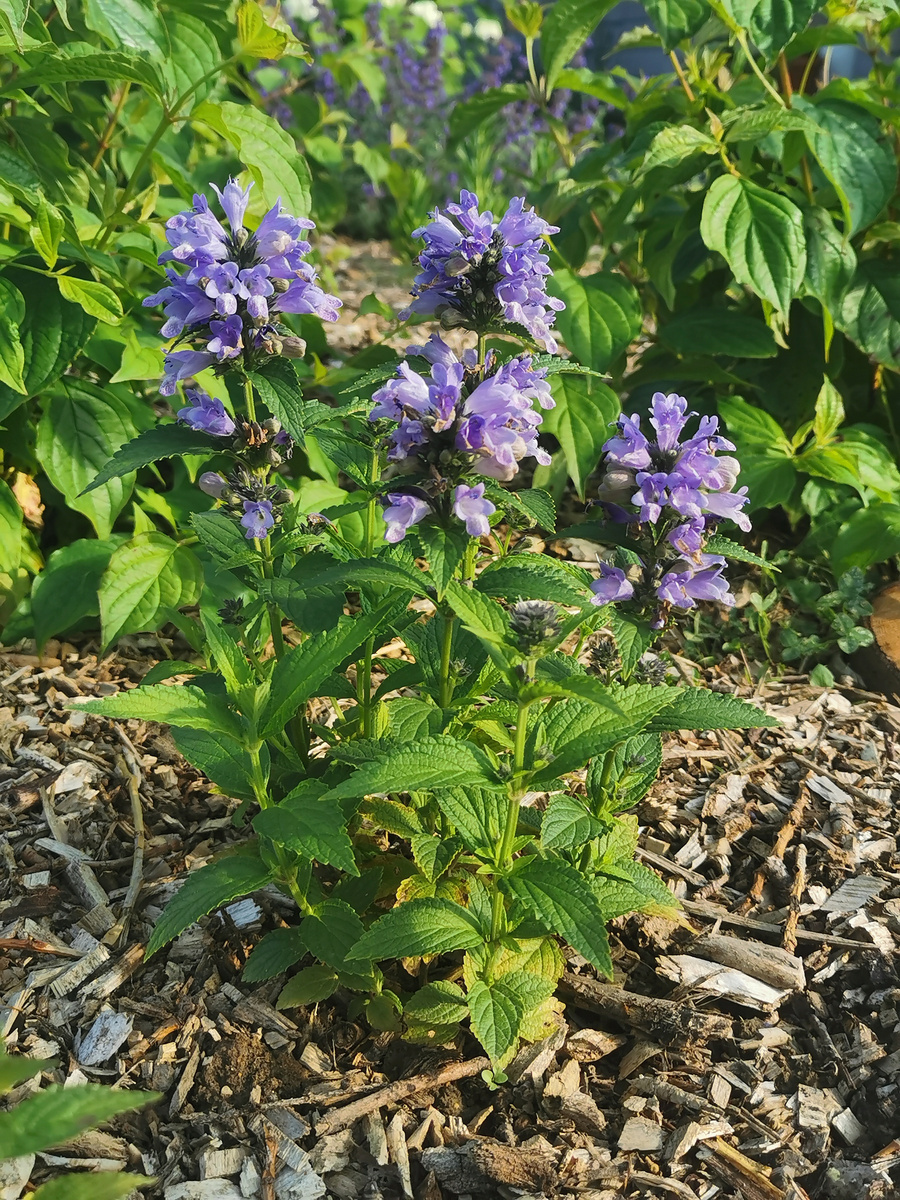 Котовник полусидячий (Nepeta subsessilis)