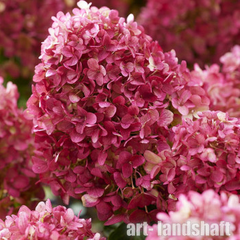 Гортензия метельчатая (Hydrangea paniculata) «Little Rosy»