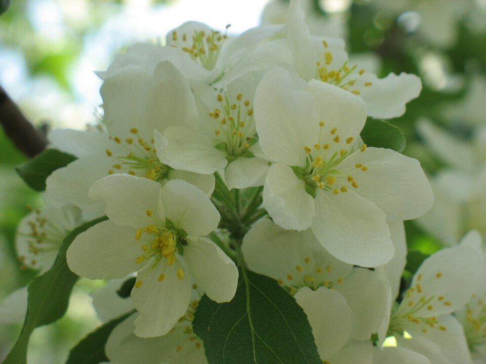 Яблоня сибирская (ком) 