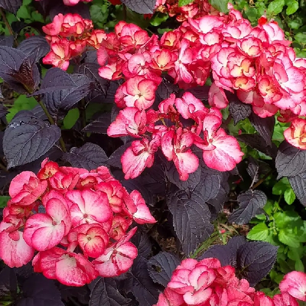 Гортензия пильчатая "Choco Black Velvet"
