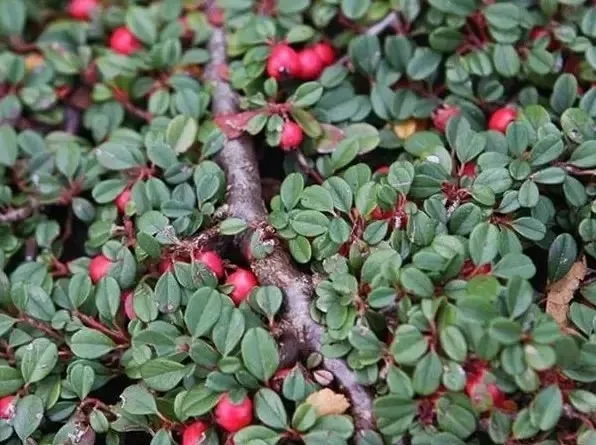 Кизильник лежачий "Streibs Findling"