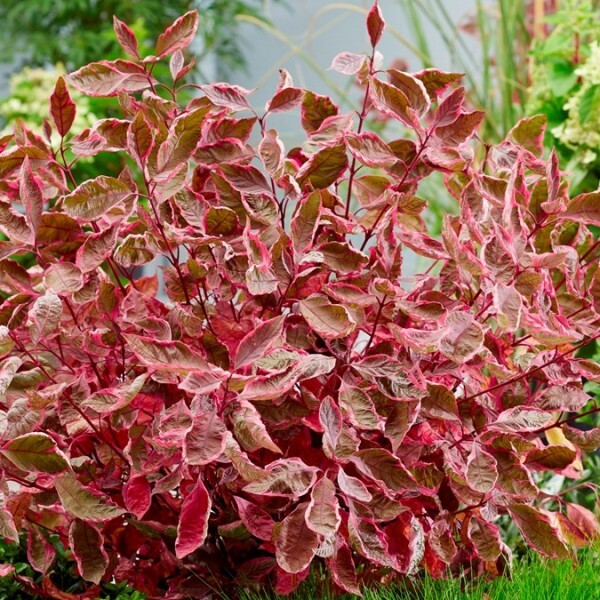 Дерен белый           (Cornus alba)                      "Miracle"