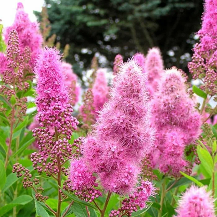 Спирея иволистная "Grandiflora"