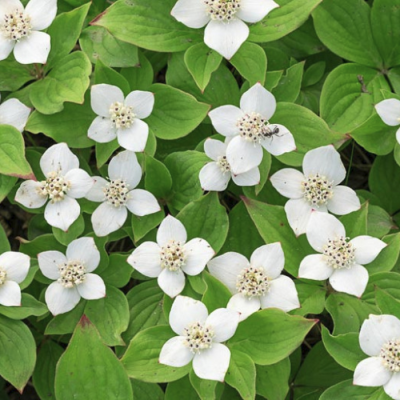 Дёрен канадский (Cornus canadensis)