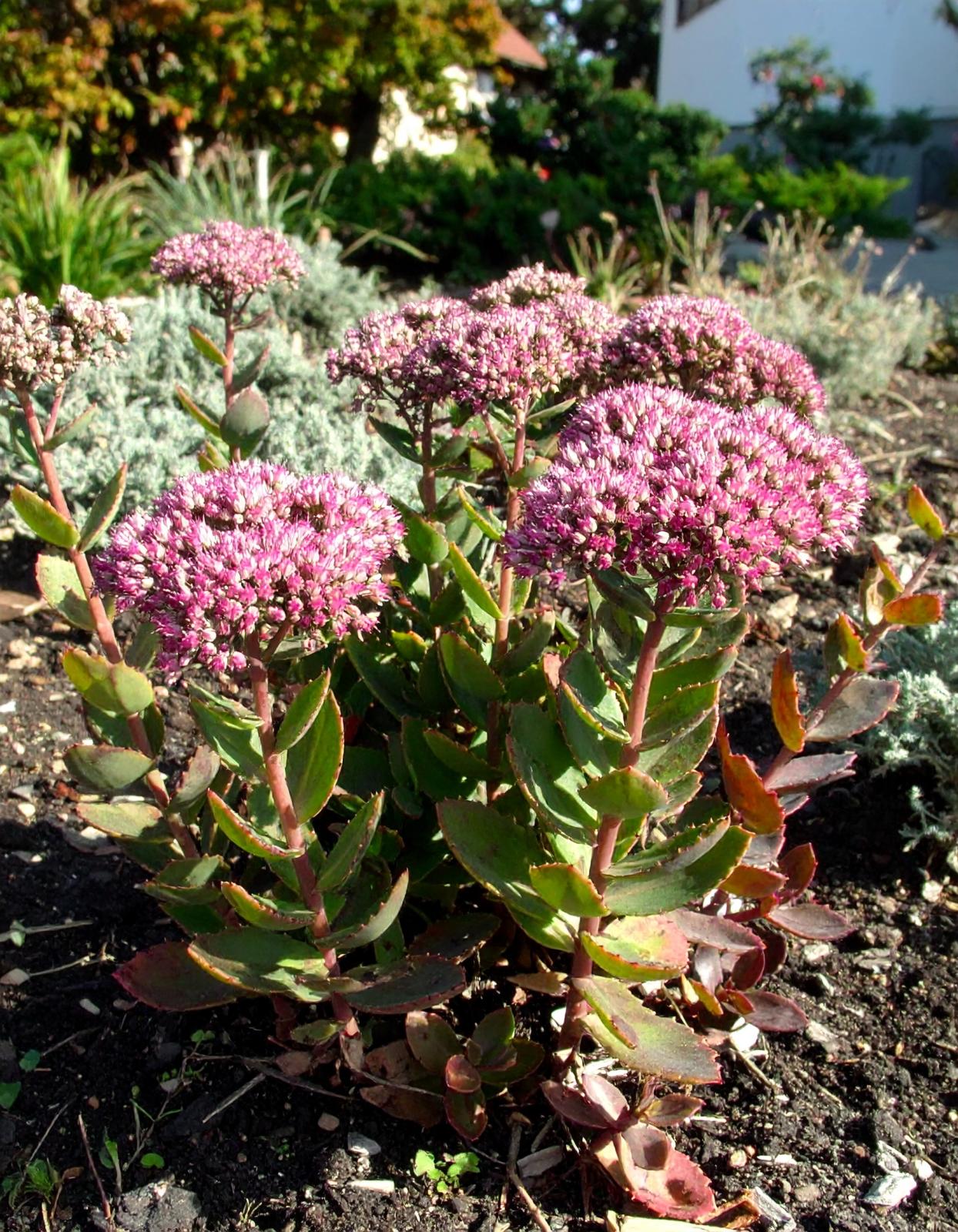 Очиток (Sedum) «Mahogany Red»