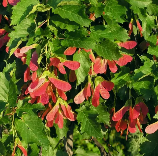 Клен Гинала (приречный) «Bailey Compact»