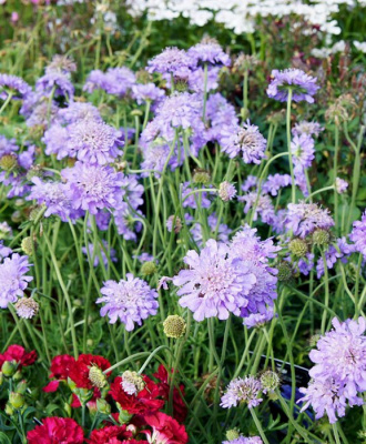 Скабиоза голубиная (Scabiosa columbaria) «Butterfly Blue»