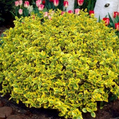 Бересклет Форчуна  (Euonymus fortunei)«Emerald`n Gold»