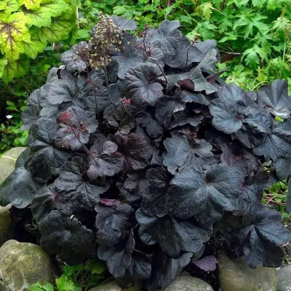 Гейхера (Heuchera) «Obsidian»