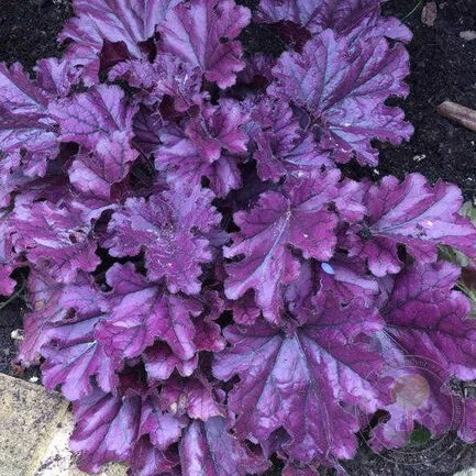 Гейхера (Heuchera) «Frosted Violet»