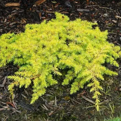 Можжевельник прибрежный (Juníperus conférta)                    “All Gold”