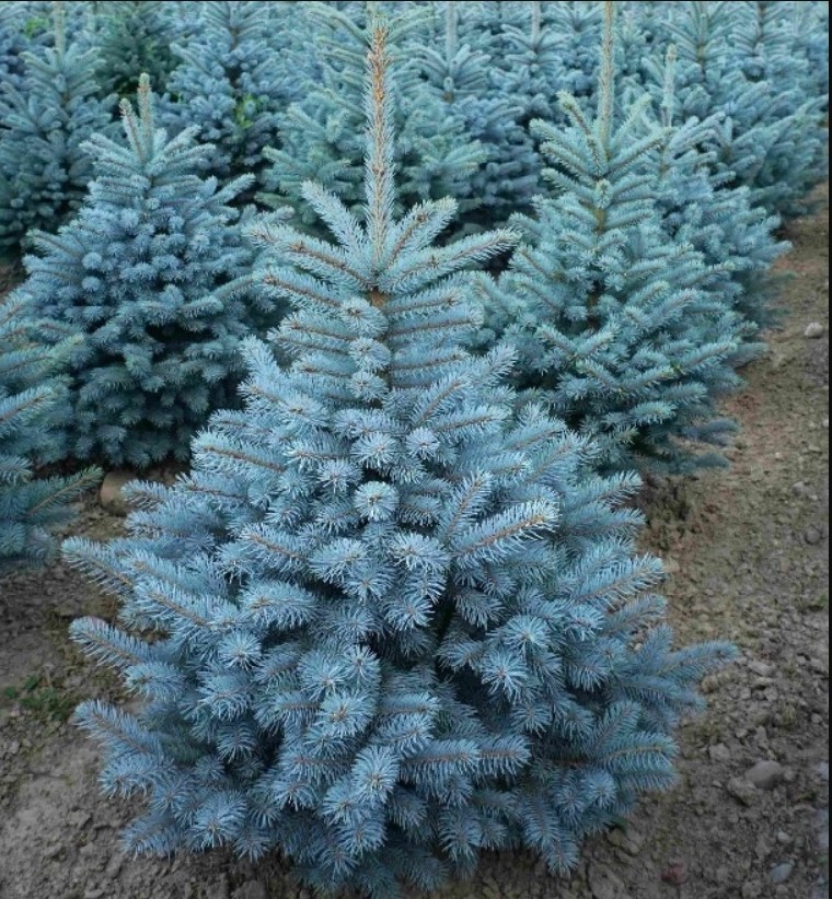 Ель колючая (Picea pungens) 'Super Blue'