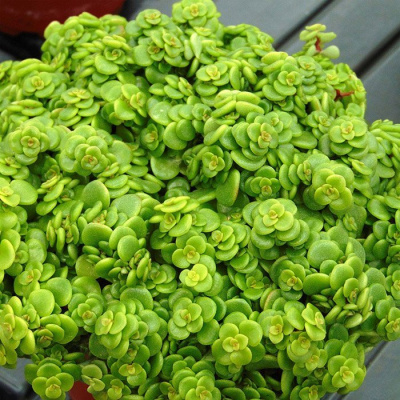 Очиток Макиной         (Sedum makinoi)          "Lime"