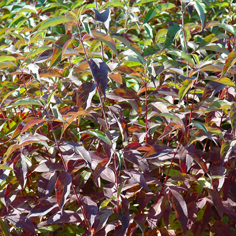 Дерен белый (Cornus alba) "Regnzam"