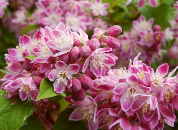 Дейция гибридная (Deutzia) "Strawberry Fields"