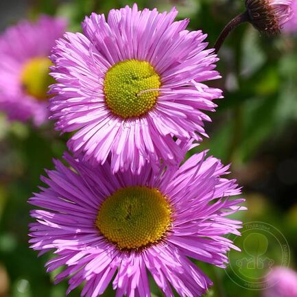 Мелколепестник (Erigeron) «Rosa Juwel»
