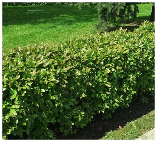 Кизильник блестящий (Cotoneaster lucidus)