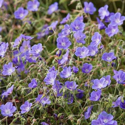 Герань Валлиха "Bloom Me Away"