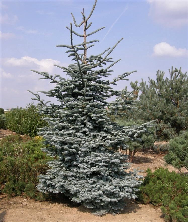 Пихта благородная (Abies procera) "Glauca"