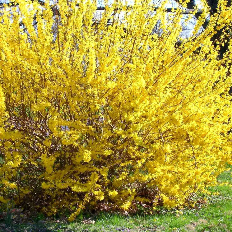 Форзиция корейской (Forsythia) «Kumson»