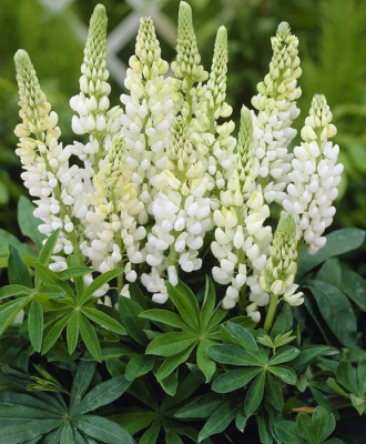 Люпин (Lupinus) «White Shades»