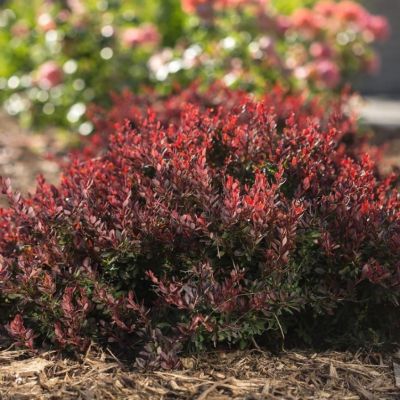 Барбарис Тунберга  (Berberis thunbergii) "Lambrusco BailElla»