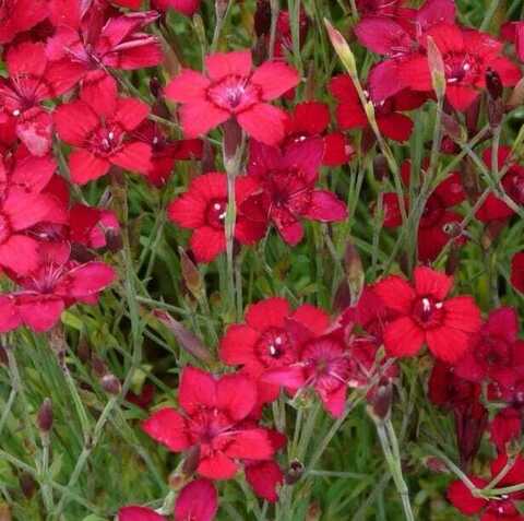 Гвоздика травянка (Diánthus deltoídes)