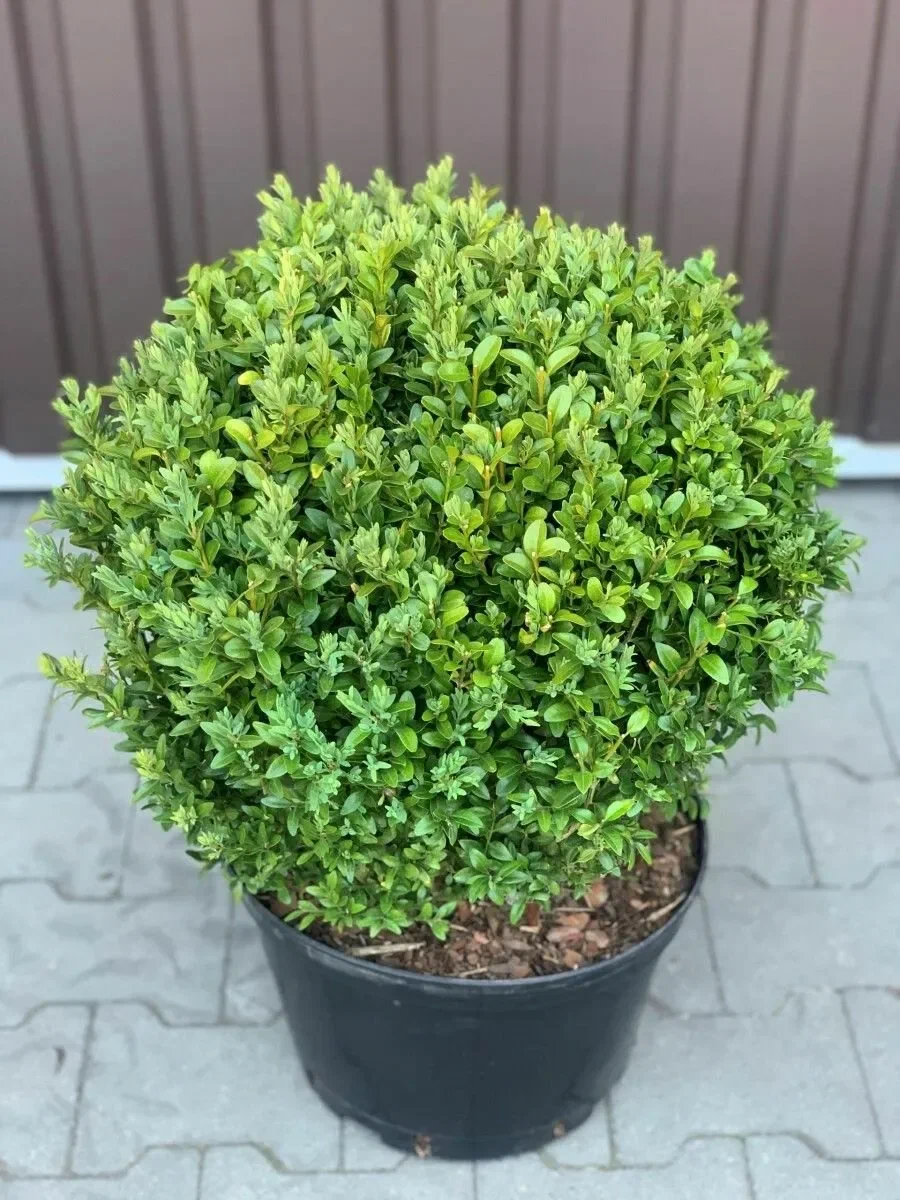 Самшит мелколистный "Faulkner"