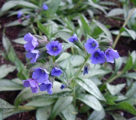 Медуница гибридная (Pulmonaria hybride) “Samurai”