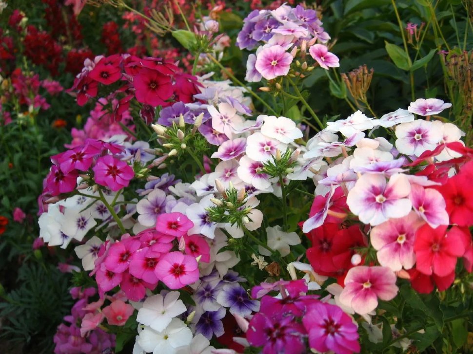 Флокс Друммонда(Phlox drummondii)«Ethnie Mix»