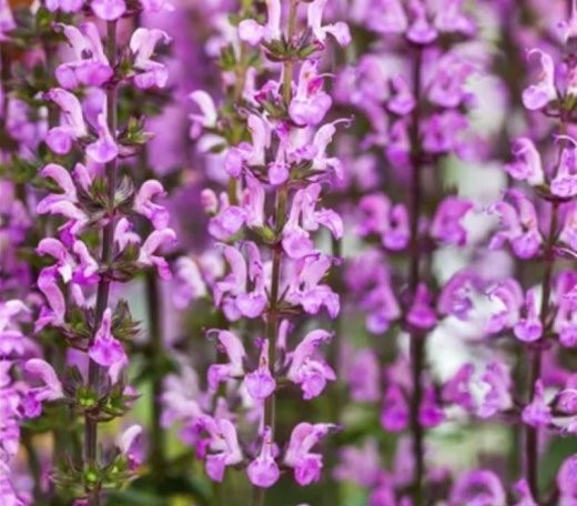 Сальвия превосходная (Salvia superba)  "Merleau Rose"