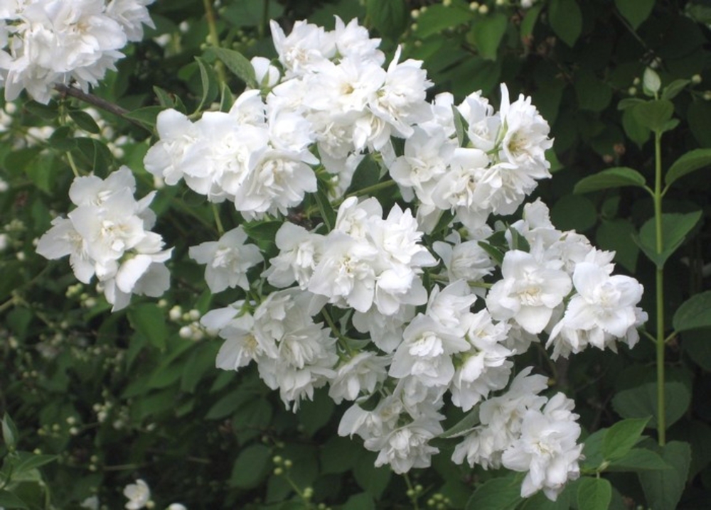 Чубушник (Philadelphus)     "Arktica"